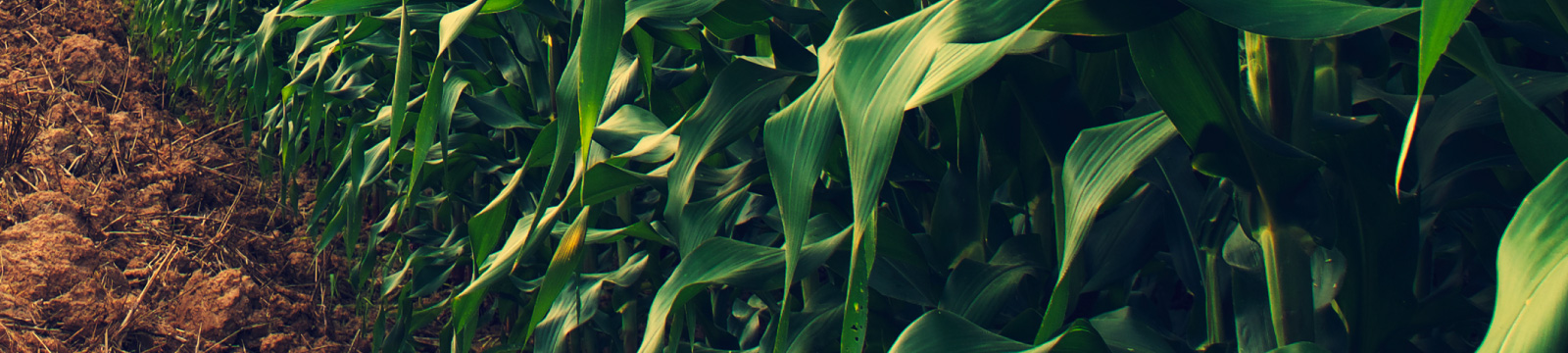 A row of corn in a field